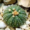 Astrophytum _asterias_ cv. 'Super_ Kabuto' form_ 05